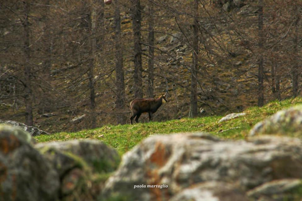La Mura' - Il Vostro Posto Nel Gran Paradiso Ronco Canavese Bagian luar foto